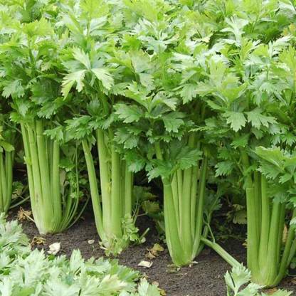 CYBEXIS NBIR-76 - Tall Utah 52/70 Celery - (2250 Seeds) Seed