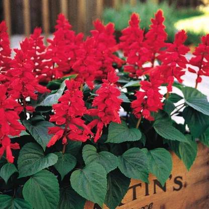 VINSEE Scarlet Sage (Salvia splendens) Seed