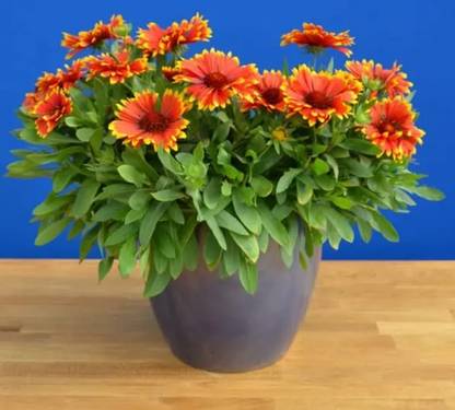 WATIKA ‘Sunset Flash’ Gaillardia Seed
