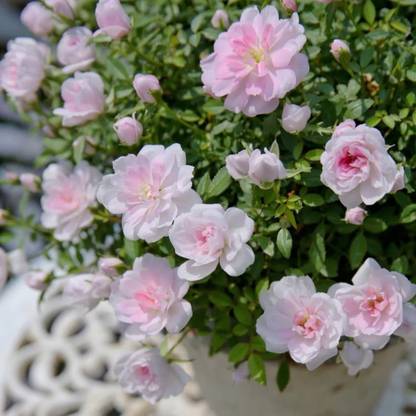 VibeX Rose ” Smallest Rose in The World" Seed