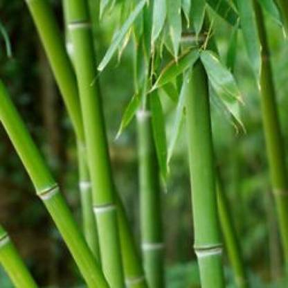 Mozette Exotic bamboo Seed