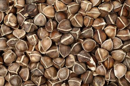 VibeX ® XLR-11 PKM1 Moringa Oleifera Malunggay Seed