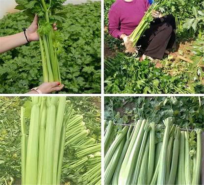 WILLVINE TLX-77 Giant Prague Celeriac Seed