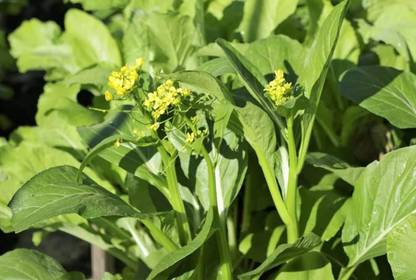 WILLVINE MEH -IX Chinese Cabbage, Yu Chai, Choi Sum [1g] Seed