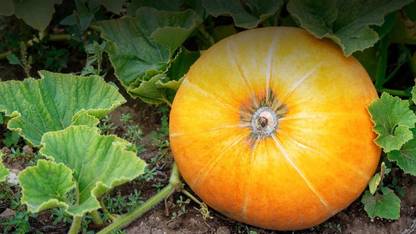 VibeX HUA-82 - Pumpkin Premium Hybrid Quality - (100 Seeds) Seed