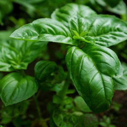 Beej Wala BASIL MARUA TULSI HERB MEDICINAL PLANT SEEDS Seed