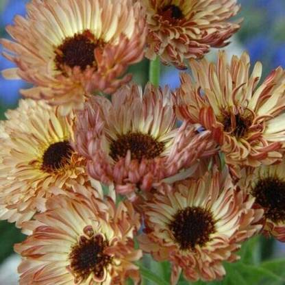 DROXTY ® GBPT-190-Calendula - Sherbet Fizz-25 x Seeds Seed