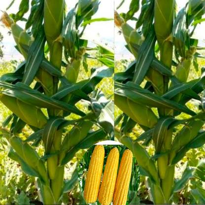 HYBRID 100g corn makka seeds Highest yield variety long bhutta Seed