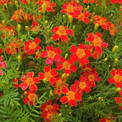 KNESSiN Marigold Red Gem - Tagetes tenuifolia[400 Seeds] Seed