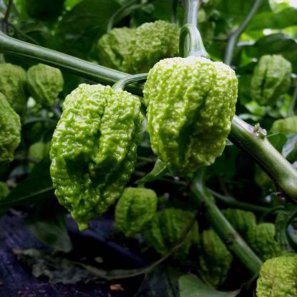 एलोगार्डनिंग चॉकलेट नागा वाइपर काली मिर्च मिर्च इम्पोर्टेड सीड्स बीज