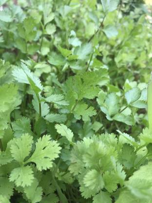 Hari Potter Dhaniya, Celentro, coriander, kothambir, dhone pata Seed