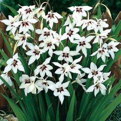 CYBEXIS VVI-4 - Acidanthera Murielae Fragrant Gladiolus Bulbs - (72 Bulbs) Seed