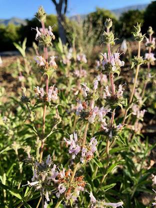 CYBEXIS VVI-4 - Black Sage - (150 Seeds) Seed