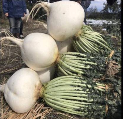 WILLVINE PAU-575 SAKURAJIMA Mammoth Daikon Radish Seed