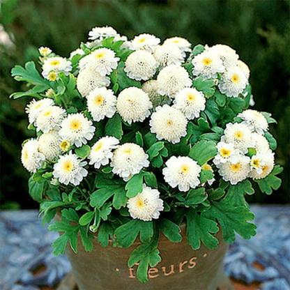VibeX ATS-67 - Chrysanthemum Snowball Tanacetum Exhibition Flower - (30 Seeds) Seed