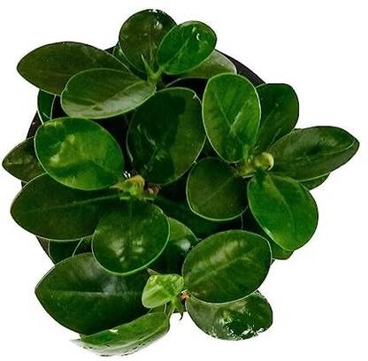 RootBridge Root Bridges Indoor Ficus Microcarpa Plant (Pot Included) Seed