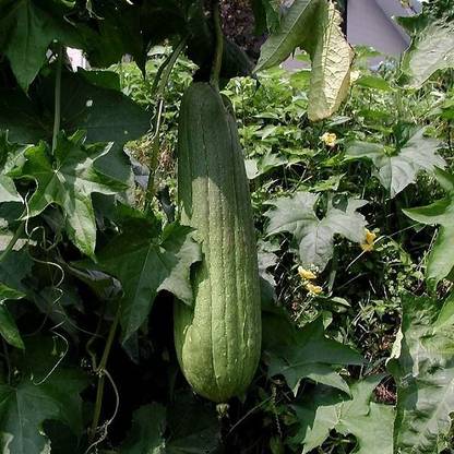 AloGardening F1 Hybrid Sponge Gourd 50pc AG0107 Seed