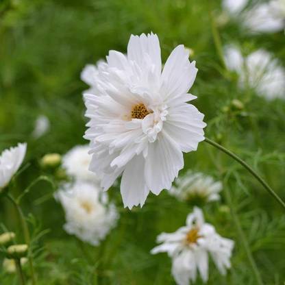 CYBEXIS PAU-62 - Fizzy White Cosmos Flower - (90 Seeds) Seed