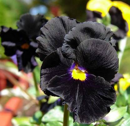 CYBEXIS Pansy Clear Crystal Black Seeds - Black Pansy Flowers with Yellow Eye Seed