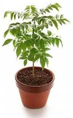 MAA Curry Leaves, Curry Leaf, Kadipatta Seed