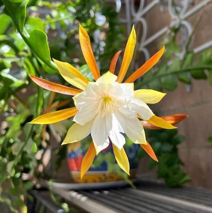NooElec Seeds India 35 Seeds- All Seasons Fishbone Cactus Epiphyllum Anguligar Flower Seed