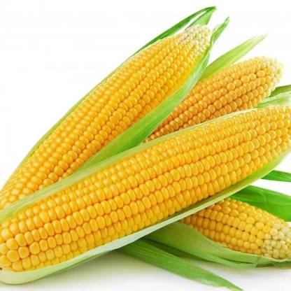 CEZIUS Sweet Corn (Makka) (मक्का के बीज) Seed