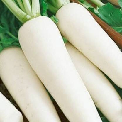 ActrovaX XXX Mooli - (White Long Radish) [1000 Seeds] Seed