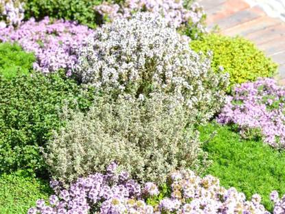CYBEXIS HUA-31 - Creeping Thyme Culinary Herb - (150 Seeds) Seed