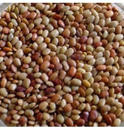 ANDARISTORE Horsegram / Kattu Kollu / Kulthi / Kollu Paruppu Seed