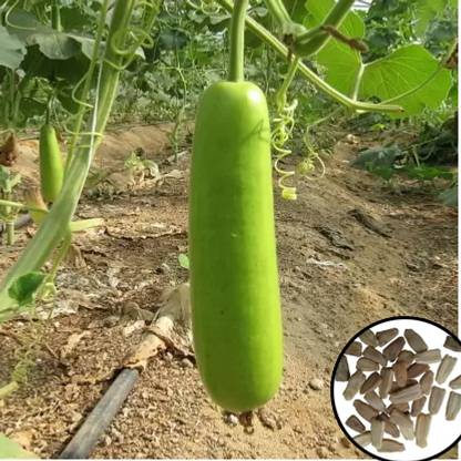 Greenfall Long Gourd Seeds - Deshi Bottle Gourd (15 Pieces) Seed