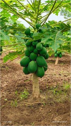 PMB Organic papaya Seed