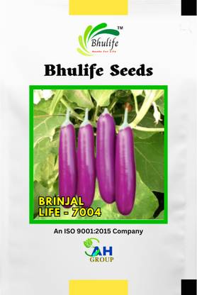 BhuLife Brinjal Seeds, Life 7004 Seed