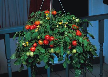ActrovaX Tomato - Tumbler F1 [16000 Seeds] Seed