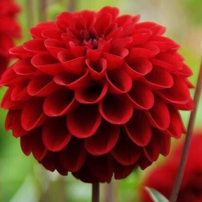 Seedshub Dahlia Flower seeds Seed