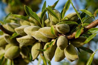 VibeX LXI-5 - Fresh Sweet Almond Tree - (30 Seeds) Seed