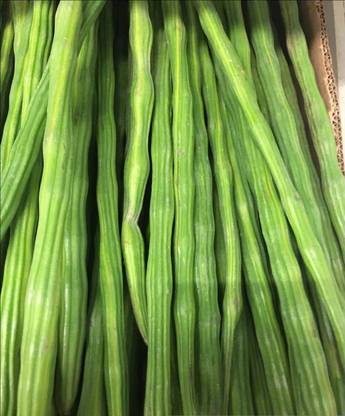 RSLT Long Drumstick Sehjan Moringa Oleifera Seed