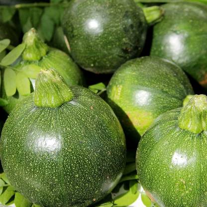 CYBEXIS KGF -37 - Eight Ball Zucchini Summer Squash - (675 Seeds) Seed