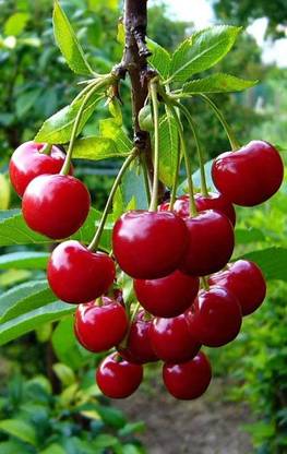 Aywal Maulsari Cherry Seeds For All Season Seed
