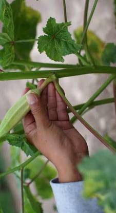 greenfarm NCX-Long Okra seeds/Bhindi Seeds, Best Quality , 170 X Seeds , fff79 Seed
