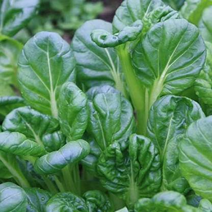 Qualtivate ICRA-9A Mustard - Tatsoi Seed