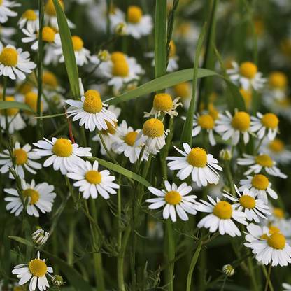 CYBEXIS HUA-14 - Common German Chamomile - (250 Seeds) Seed