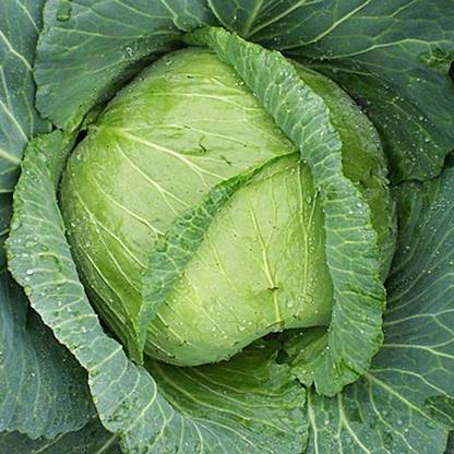 WILLVINE NKR -V Kopan hagen F1 Hybrid Cabbage Seeds [1g] Seed