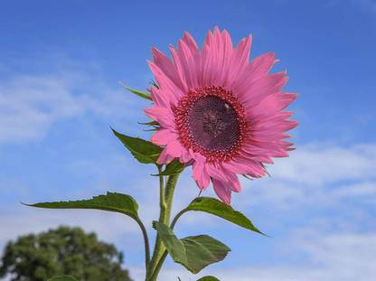 WILLVINE XLL-274 Iris Tectorum Rose Sunflower Seed