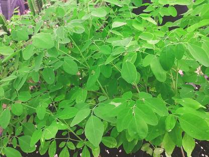 VibeX VXI-87 - Moringa Drumstick(Saijan ki Phalli) PKM1 - (150 Seeds) Seed