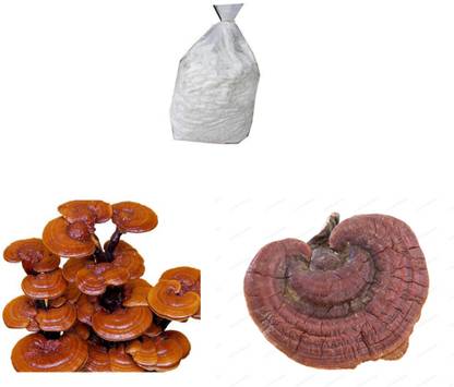 BM MUSHROOM BM Mushroom's Ganoderma lucidum Mushroom Spawn (Reishi) 400gm Seed