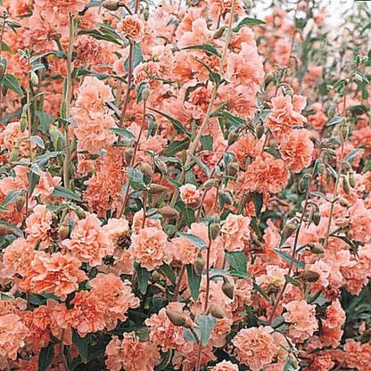CYBEXIS Clarkia Elegans Apple Blossom Hardy Annual Satin Flower Seed