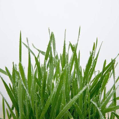 VibeX VVI-89 - Premium Hard Red Winter Wheat - (2500 Seeds) Seed