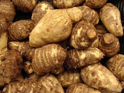 Aywal Taro Root / Arbi / Dasheen / Eddoes Vegetable Bulbs Home Outdoor Gardening Bulbs Seed