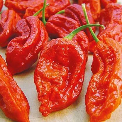 TRICONE Red Patti Chilli Mirch Seed