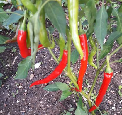 DHENU PRASAD Hybrid chilli (mirch) Seed